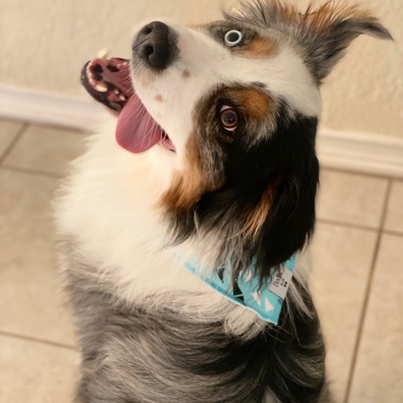 The Rosie Rue Dog Bandana! - Picture 2 of 5